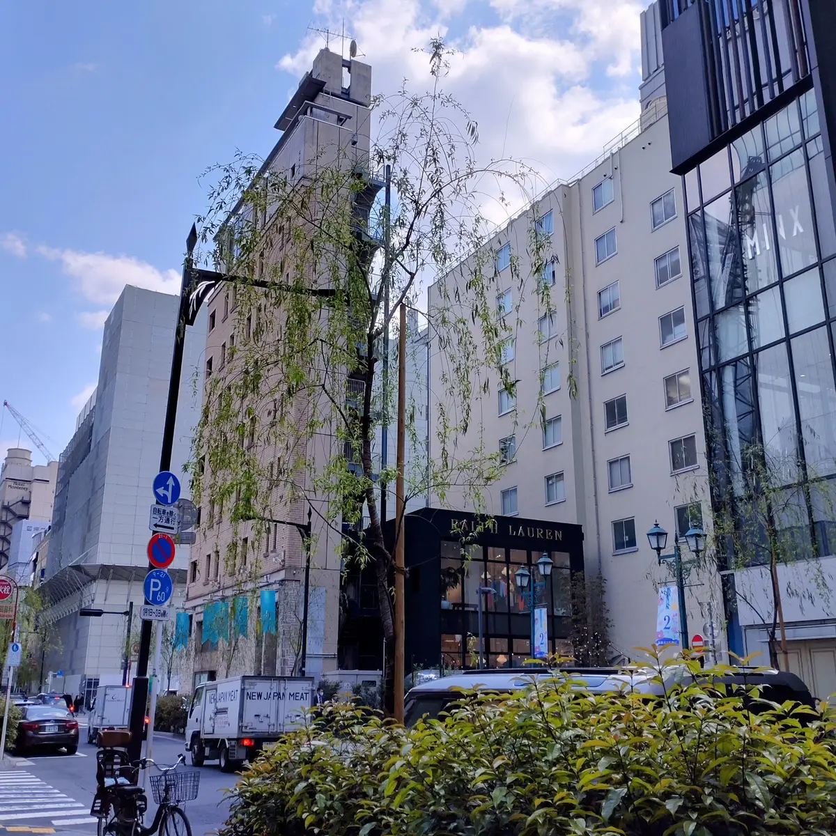 銀座の柳　街路樹