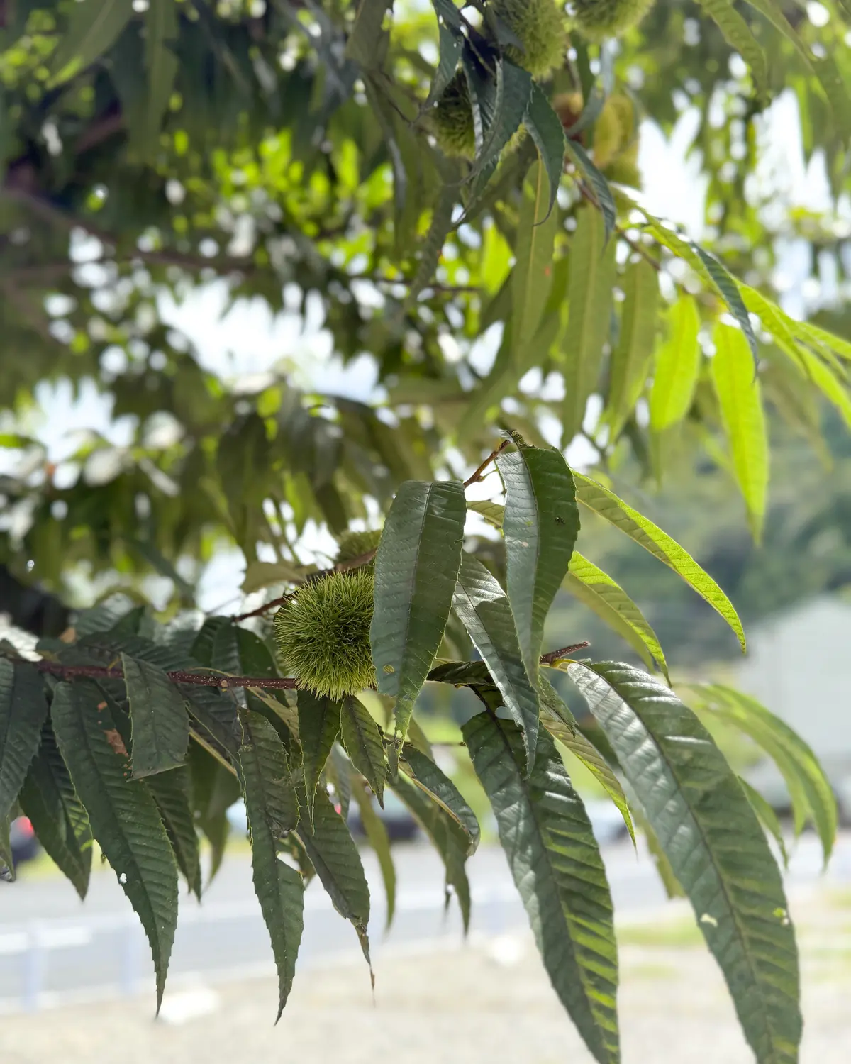 秋の始まりを味わう恵那のプチ旅行の画像_3