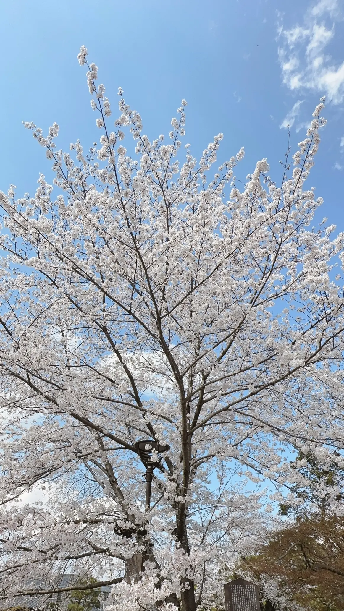 京都円山公園の桜
