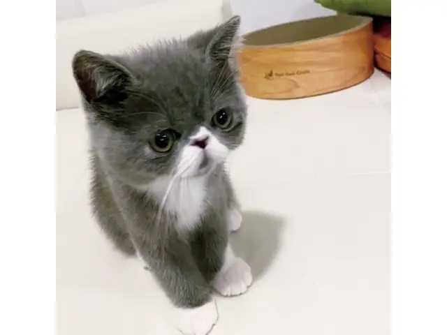 千吉良さんのハートをわしづかみにした、幼少のみぎりのふう。（撮影／千吉良さん）