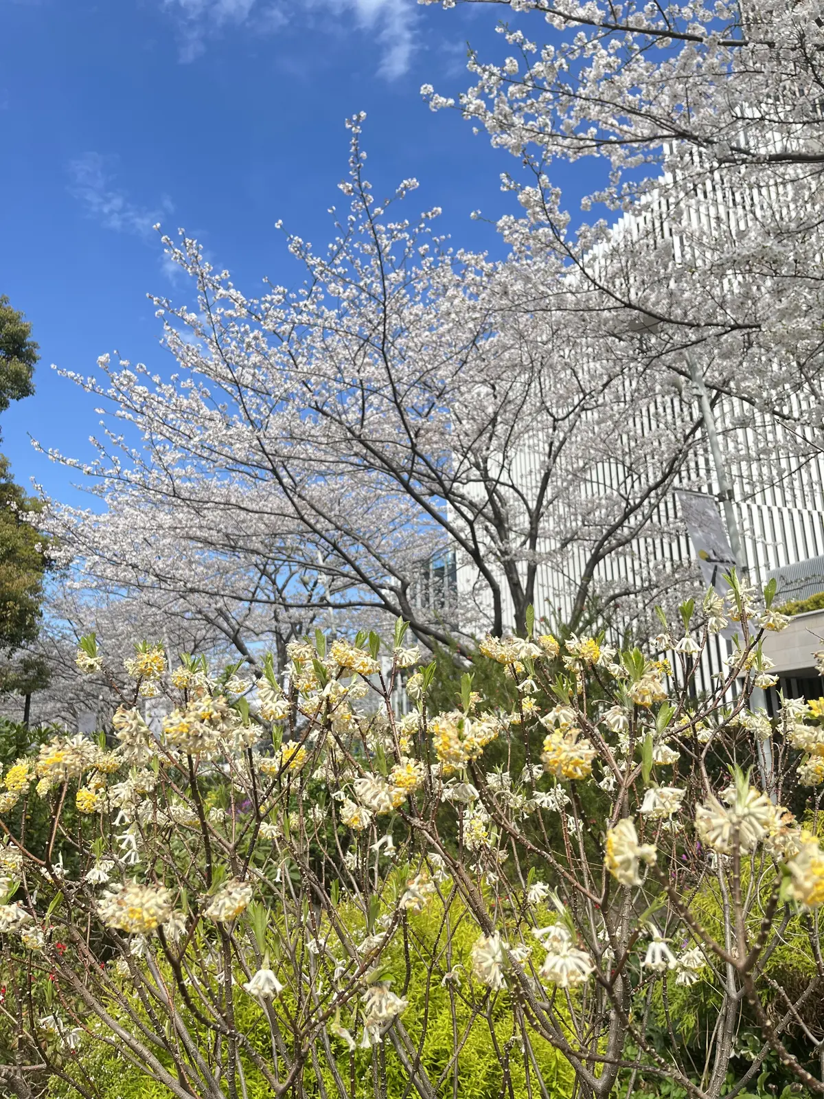 目白の後のお出かけシリーズ、今月は〝六本の画像_13