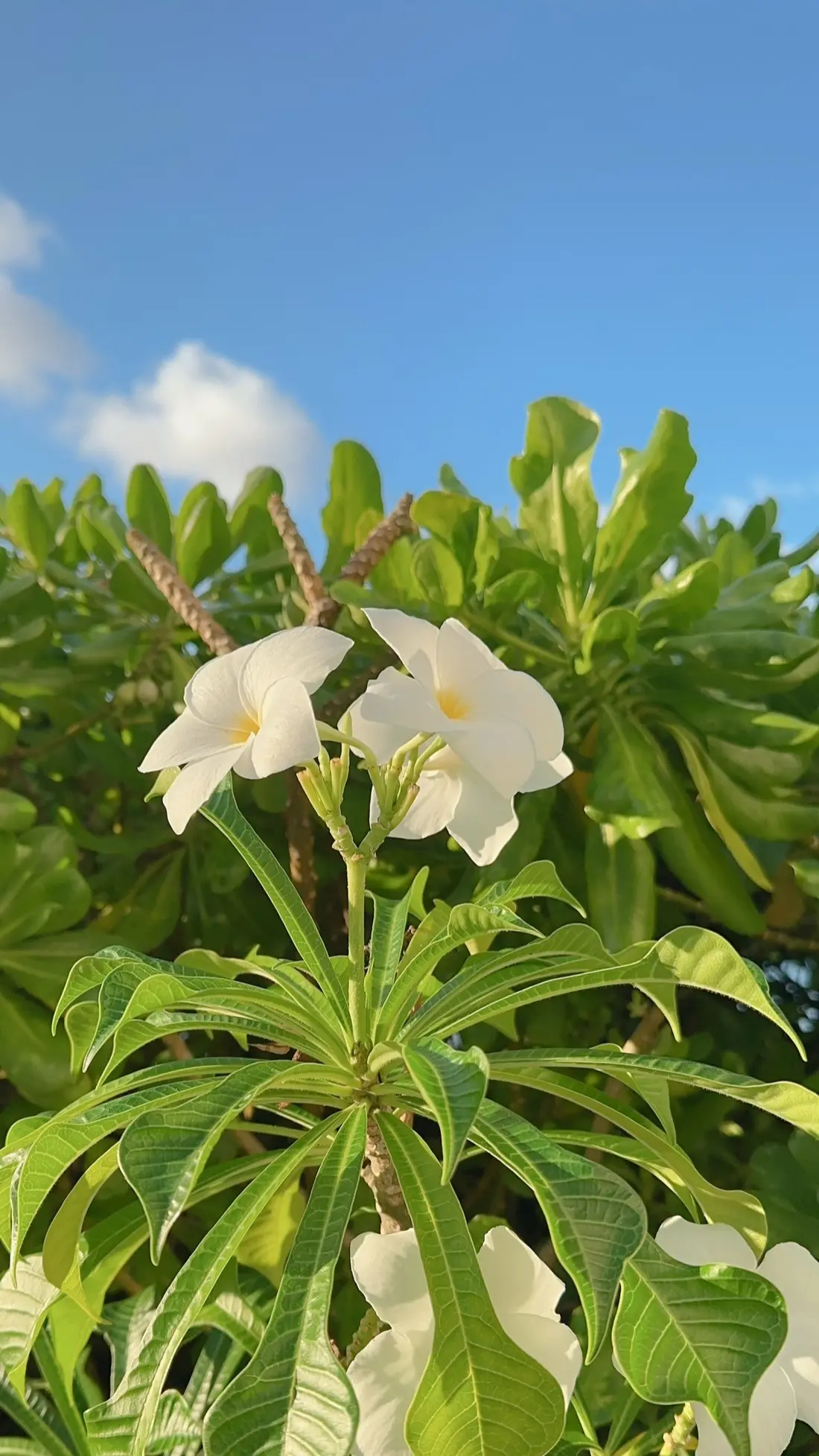 ワイキキのお花