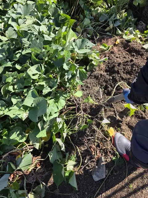 秋の収穫の画像_4