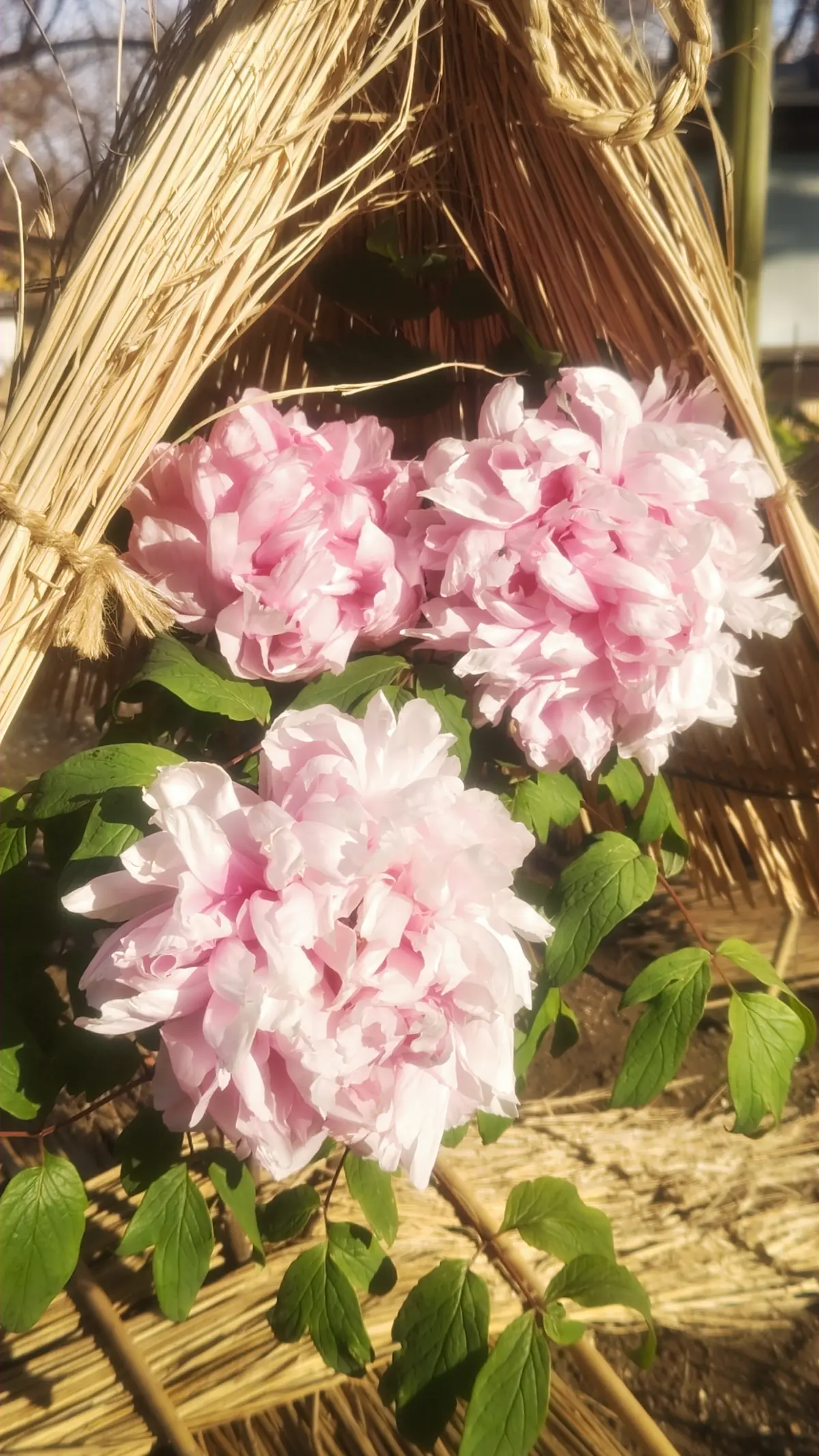 大人の遠足【上野東照宮ぼたん苑】アラフィの画像_2