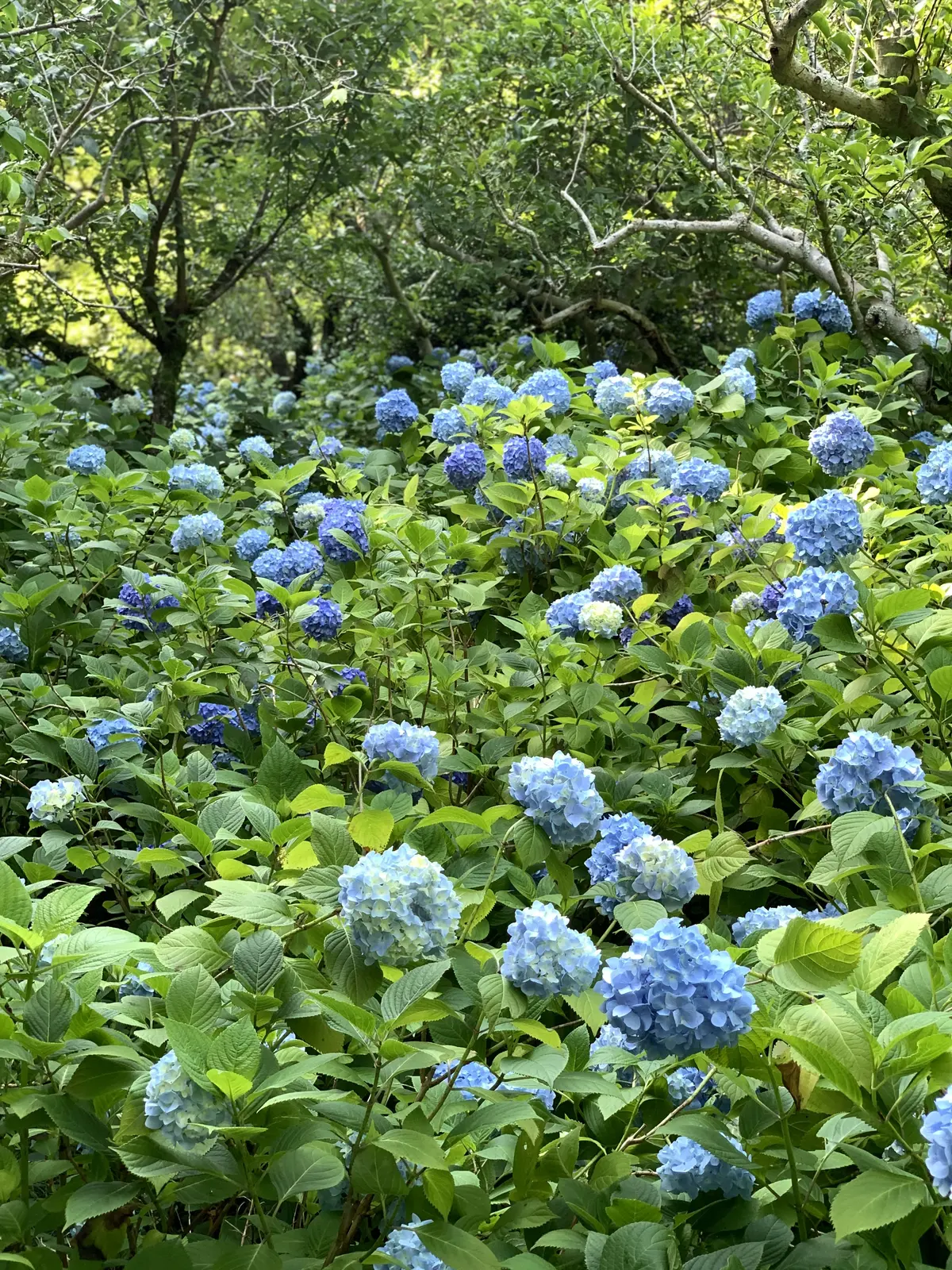 明月院ブルー　アジサイ　紫陽花