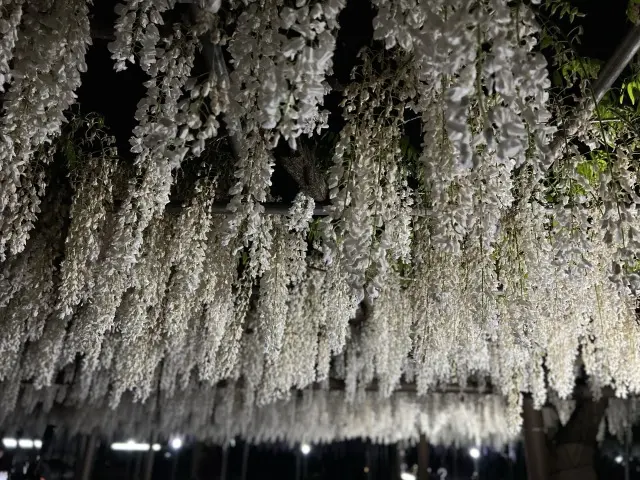 花言葉「あなたを歓迎します」の画像_9