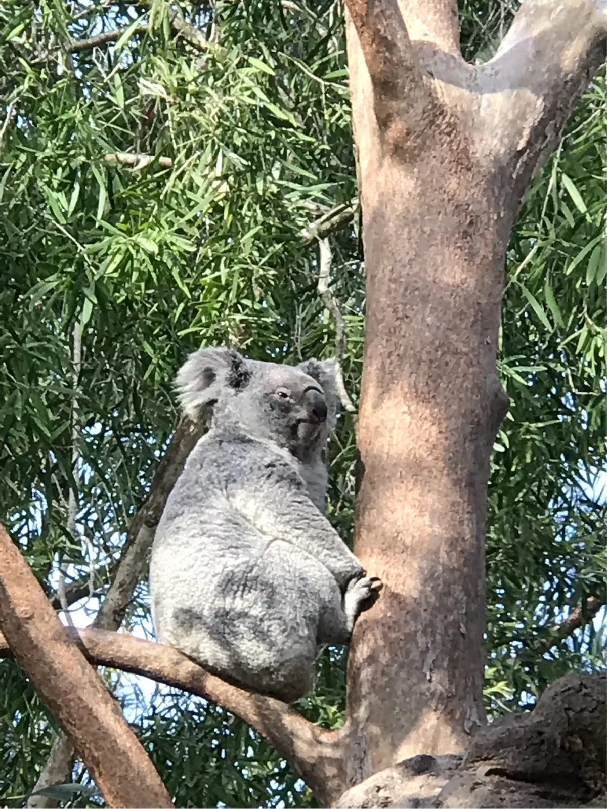 夏休み最後はシドニーへ♪の画像_1