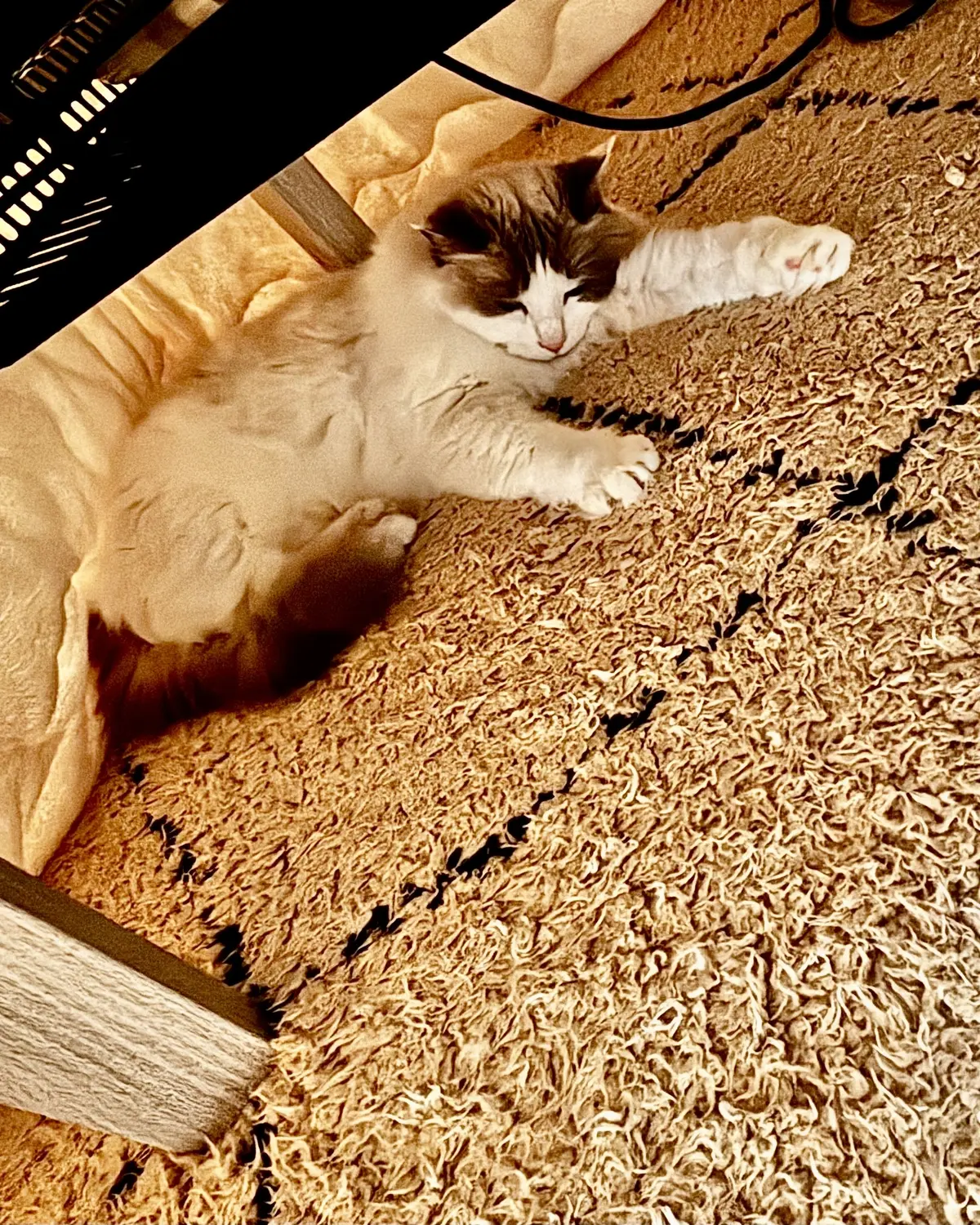 炬燵の中でリラックスする上の子（猫）