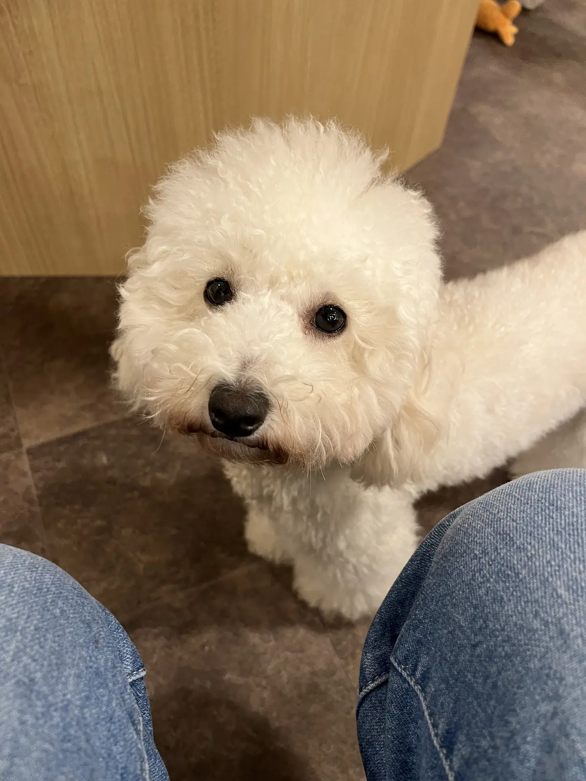 初めての犬カフェへの画像_7