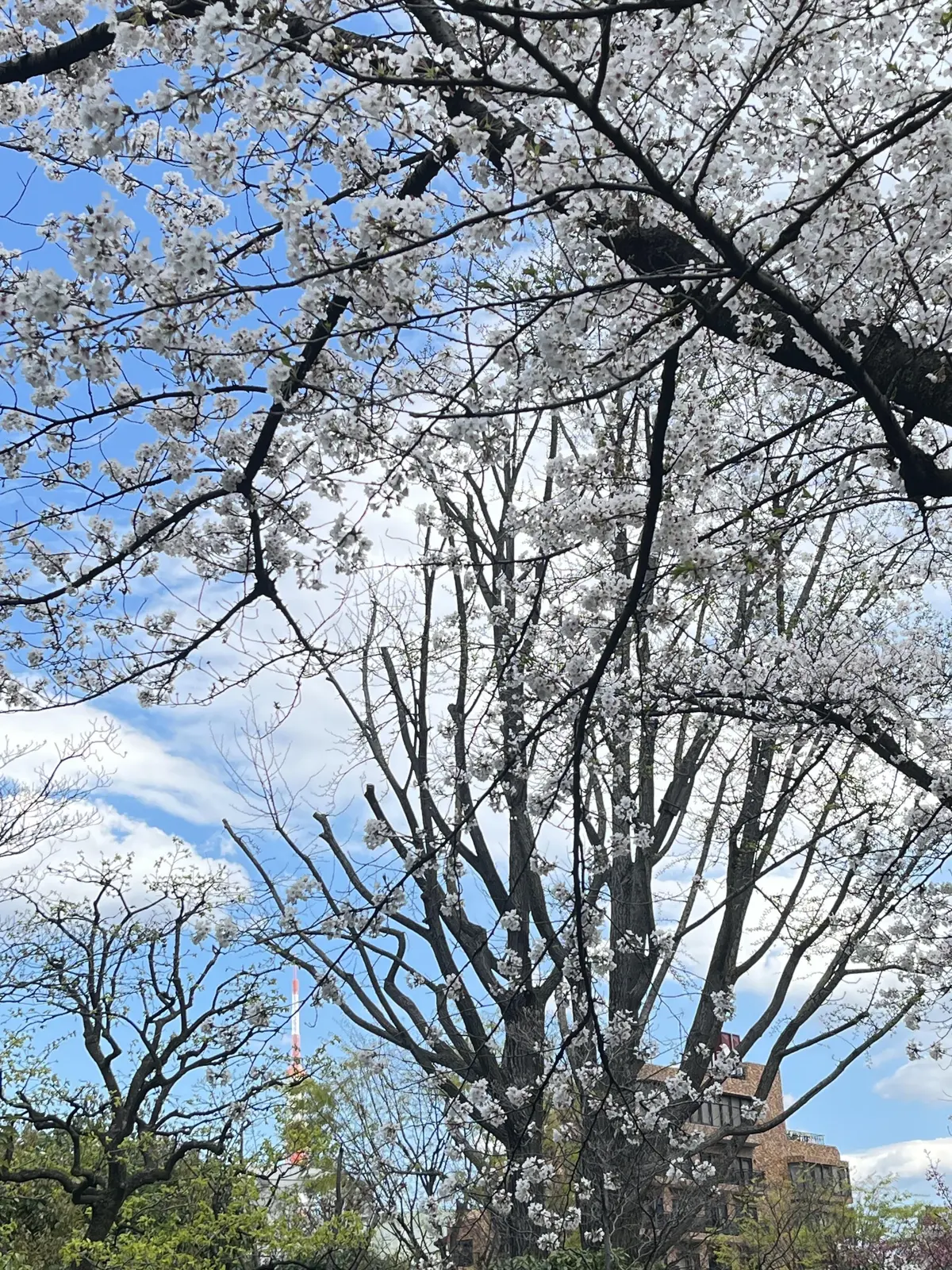 目白の後のお出かけシリーズ、今月は〝六本の画像_19