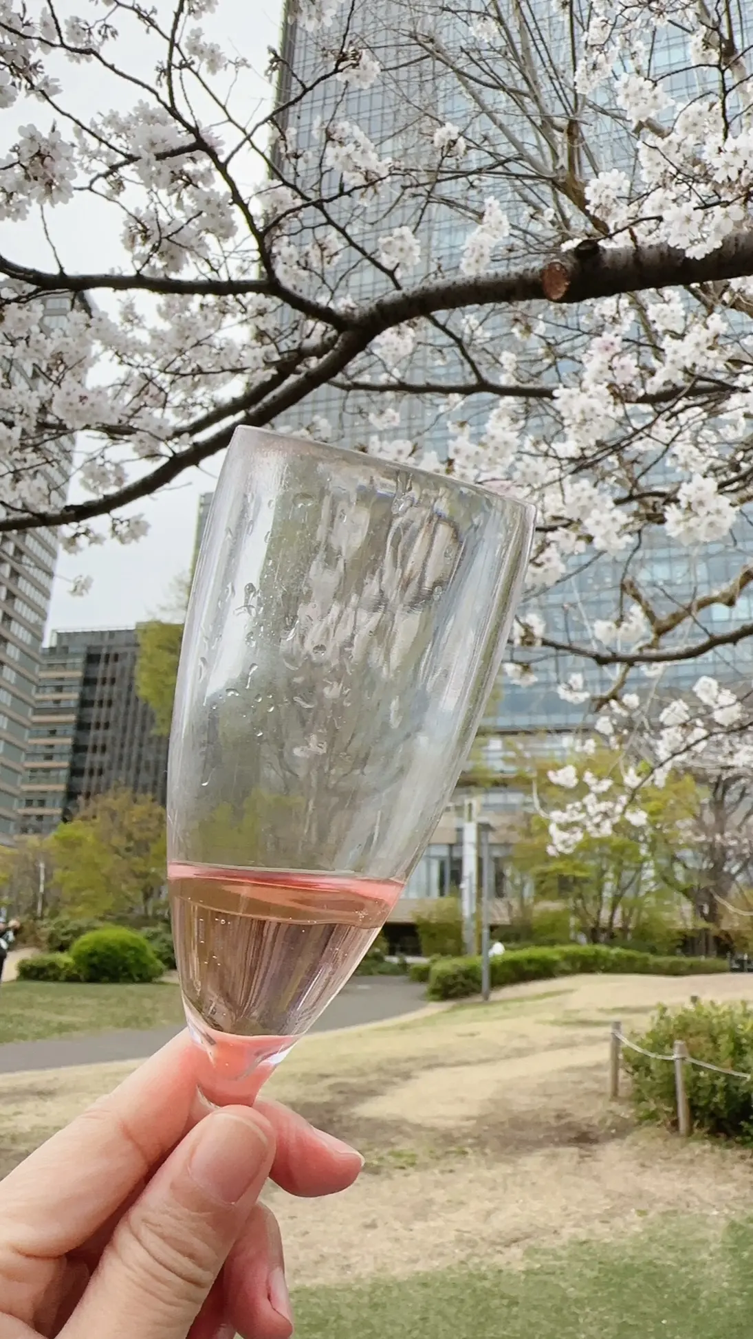 六本木ミッドタウン檜町公園の桜