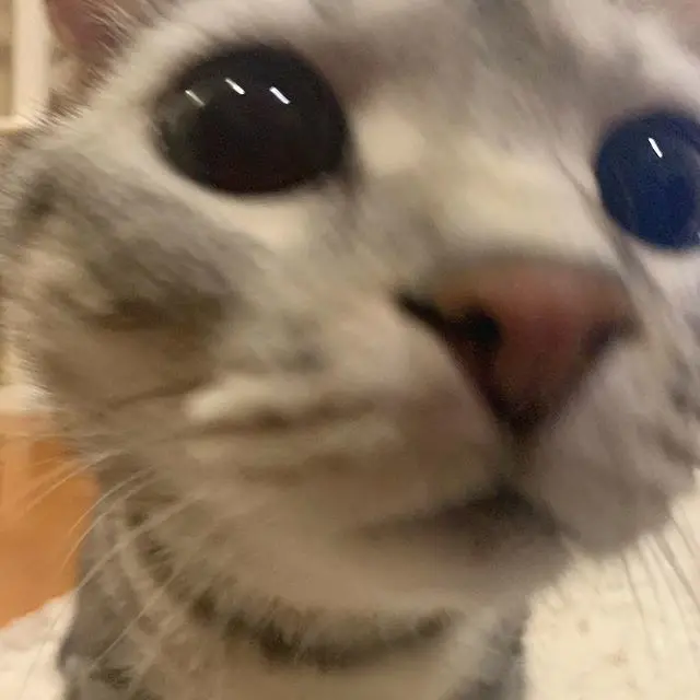 ちょ、近い、近い！の画像_2