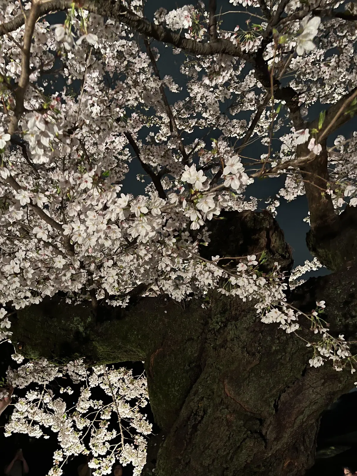 ピンク×カーキでお花見コーデの画像_9