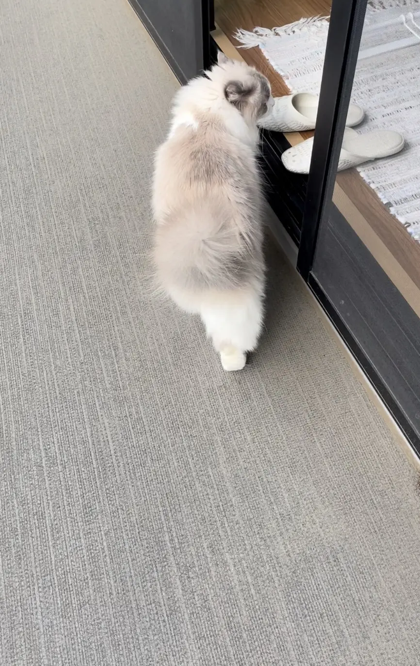 ベランダ散策中の下の子