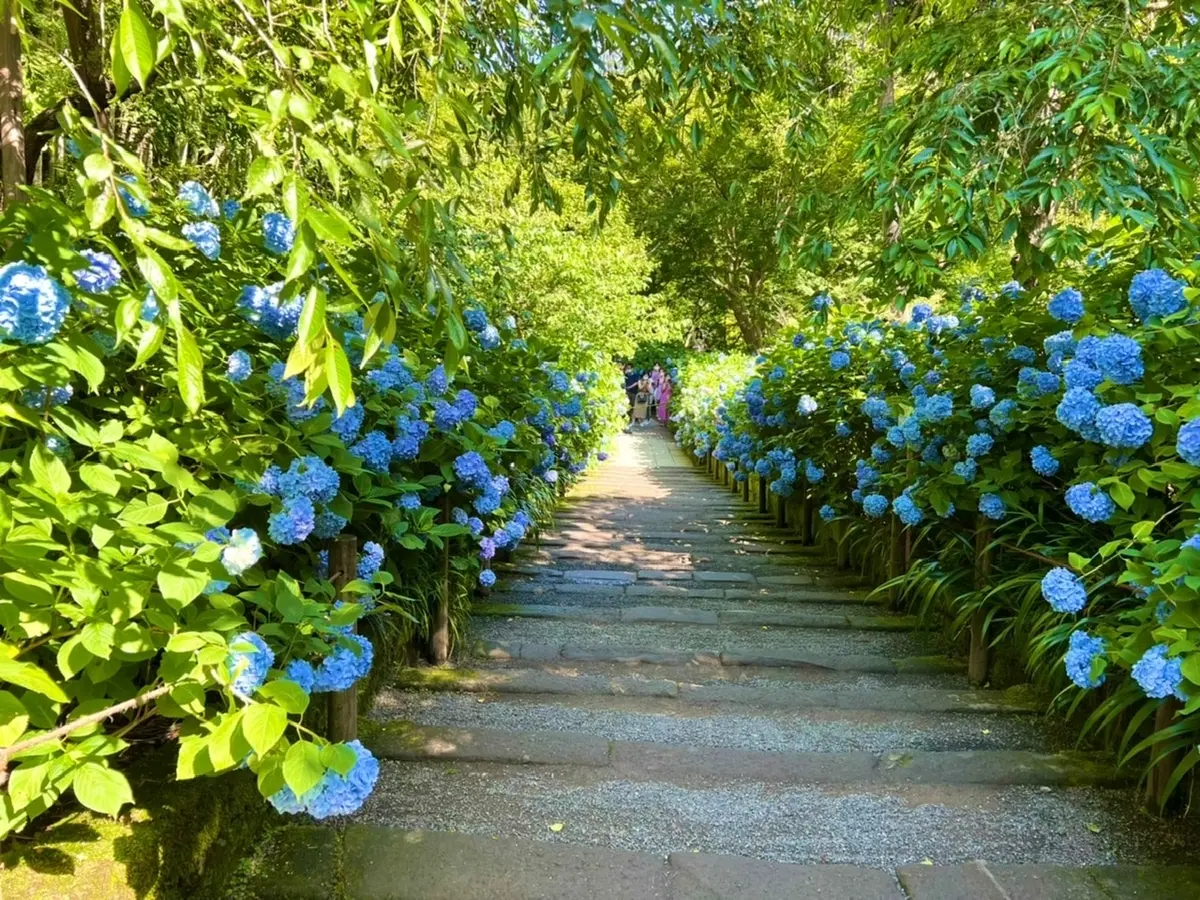 大人の遠足　鎌倉後半編の画像_1