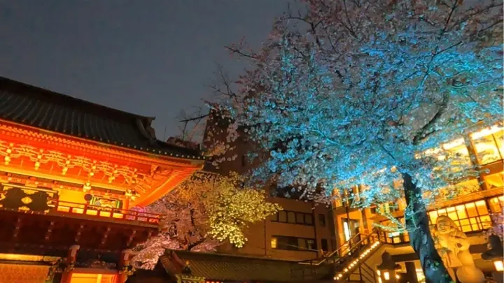 隠れた　桜スポット　NAKED