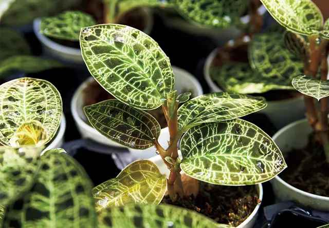 葉が金色に光るジュエルオーキッドも人気。￥998