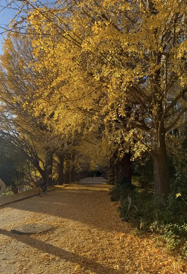 駒場公園の文壇カフェとイチョウ舞い散る銀の画像_2