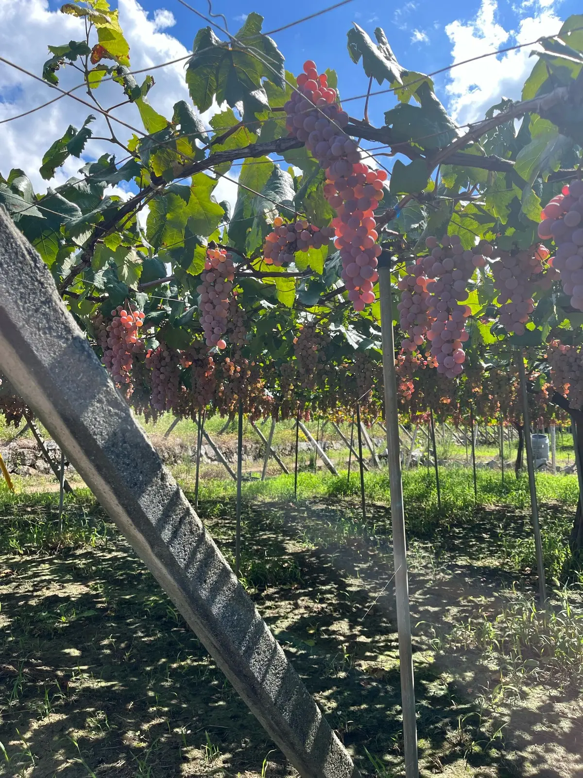 【旅行】甲府のjewelryから美食、その画像_10