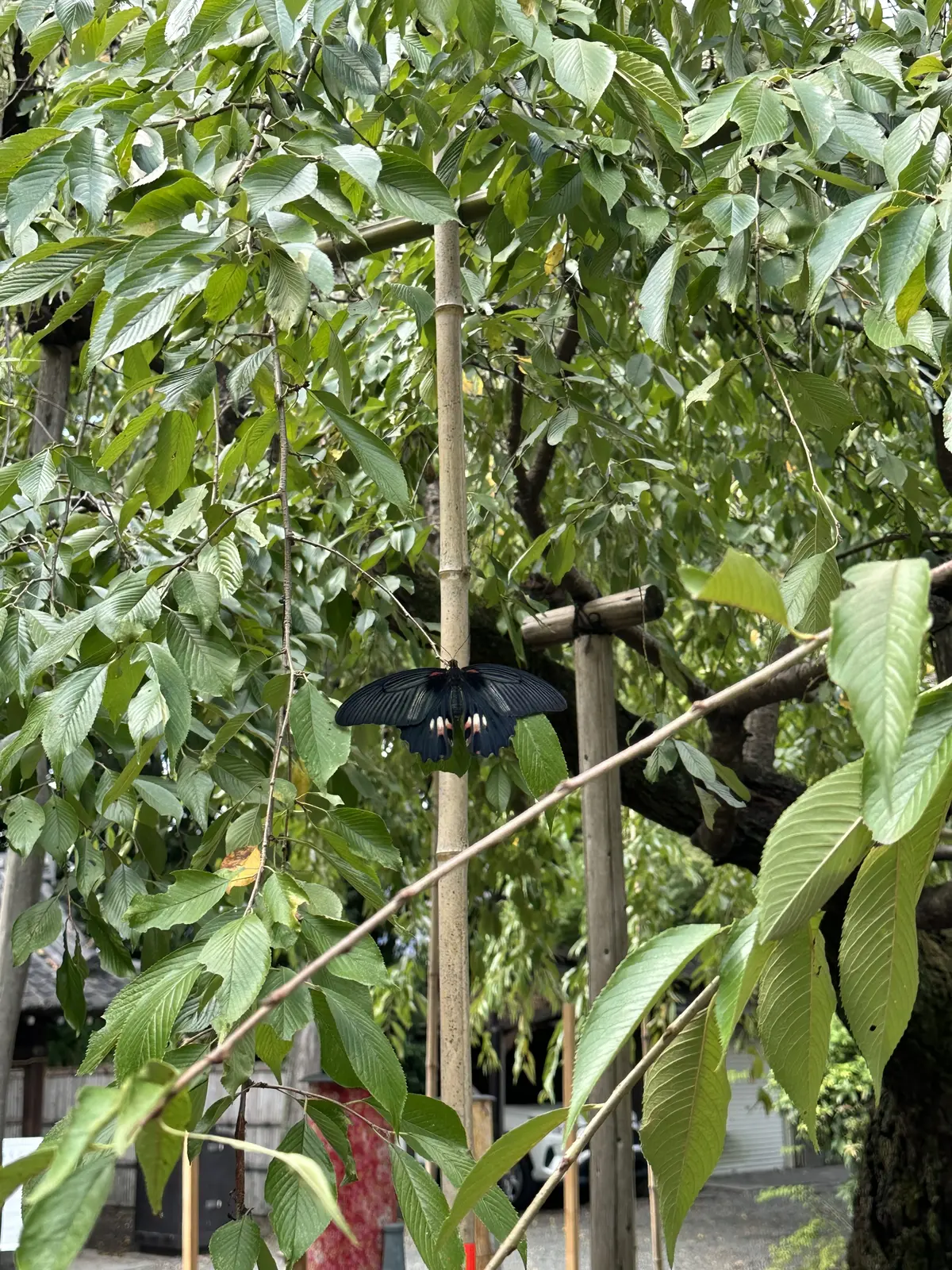 アラフィフパワースポット巡り　2の画像_6