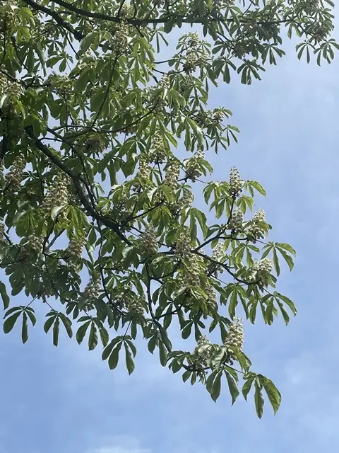 埼玉県森林公園「トチノキ」