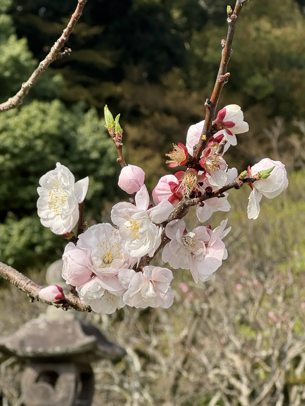 太宰府天満宮　梅