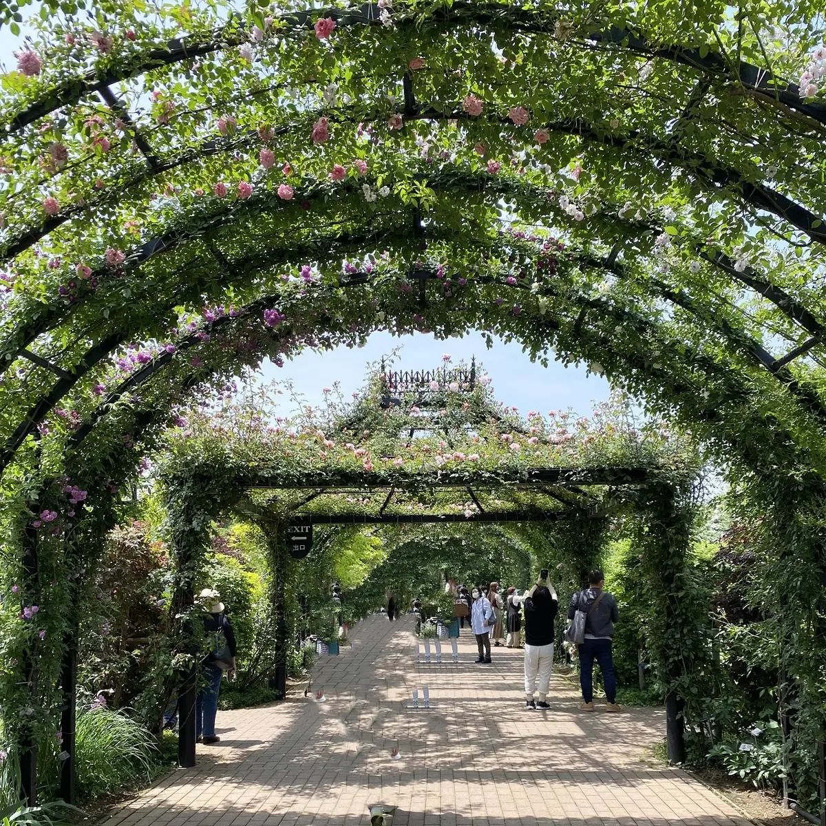 咲き誇るバラ♡バラの香りに包まれた幸せなの画像_2