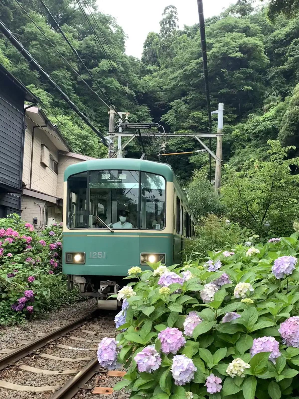 江ノ電と紫陽花　御霊神社
