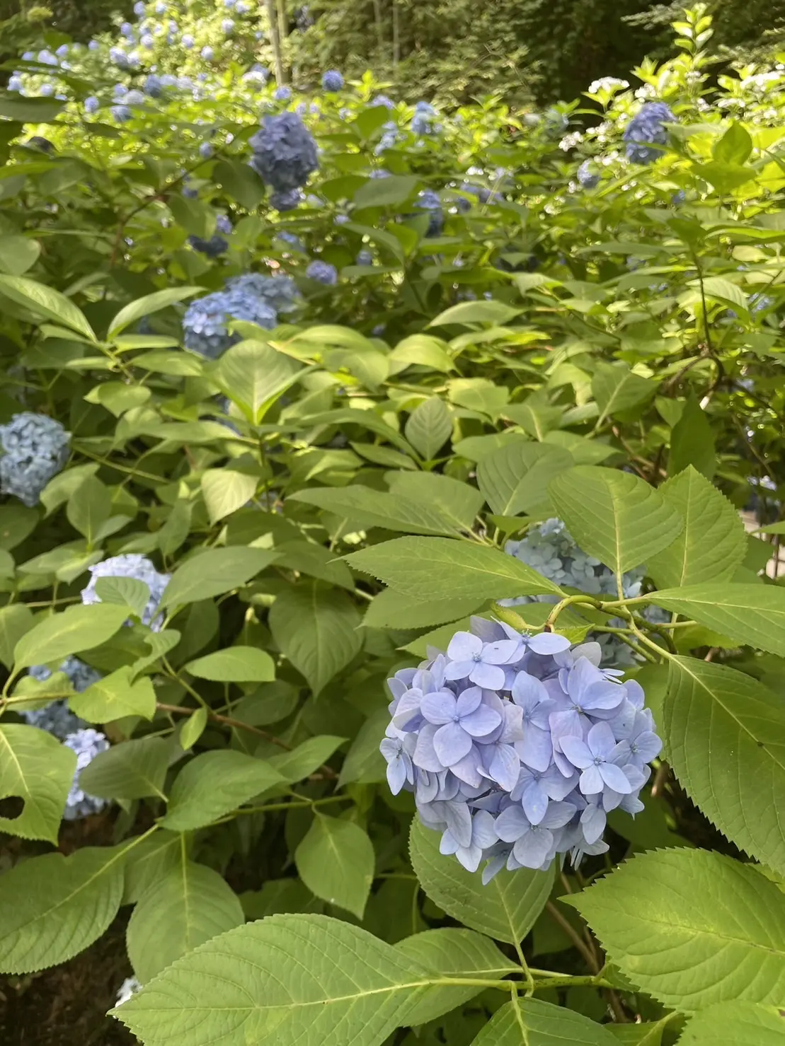 明月院の紫陽花
