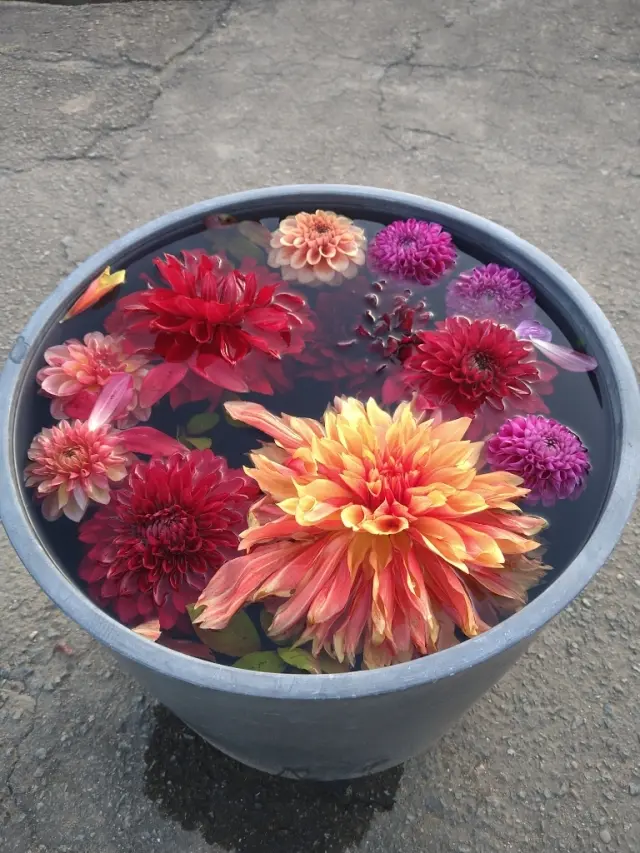 水に浮かぶダリア