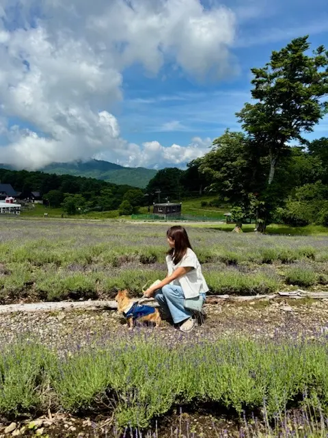 白シャツとデニムでラベンダー畑へ♪の画像_3