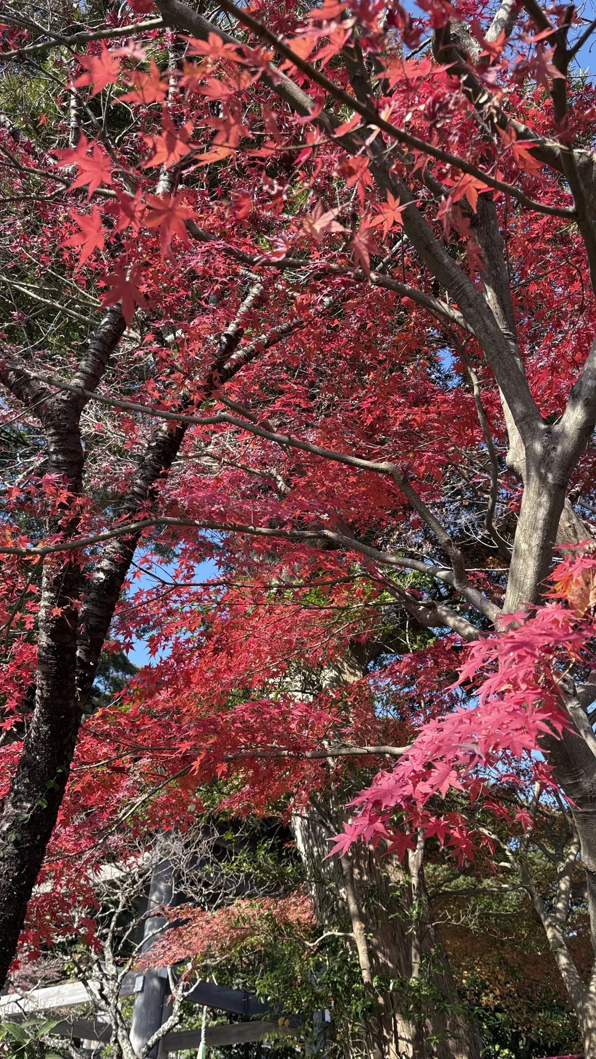 50代GUユニクロコーデ＠鎌倉ソロ活動の画像_9