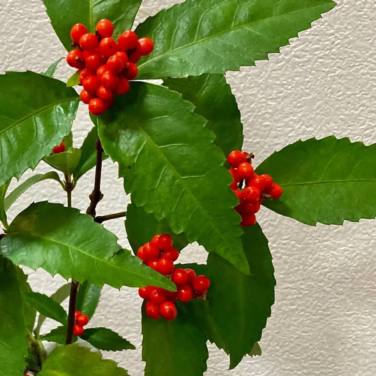 赤い実の美しい千両