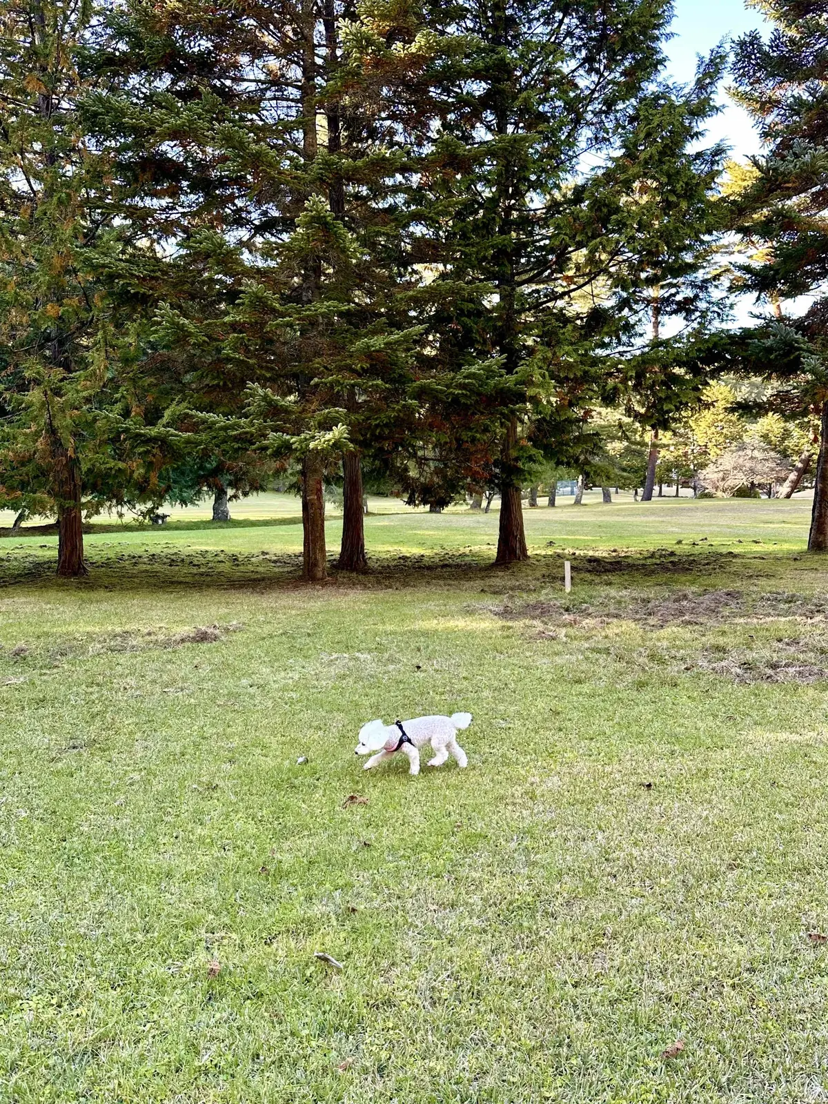 静かな時間と秋の景色を楽しむ河口湖の旅の画像_17