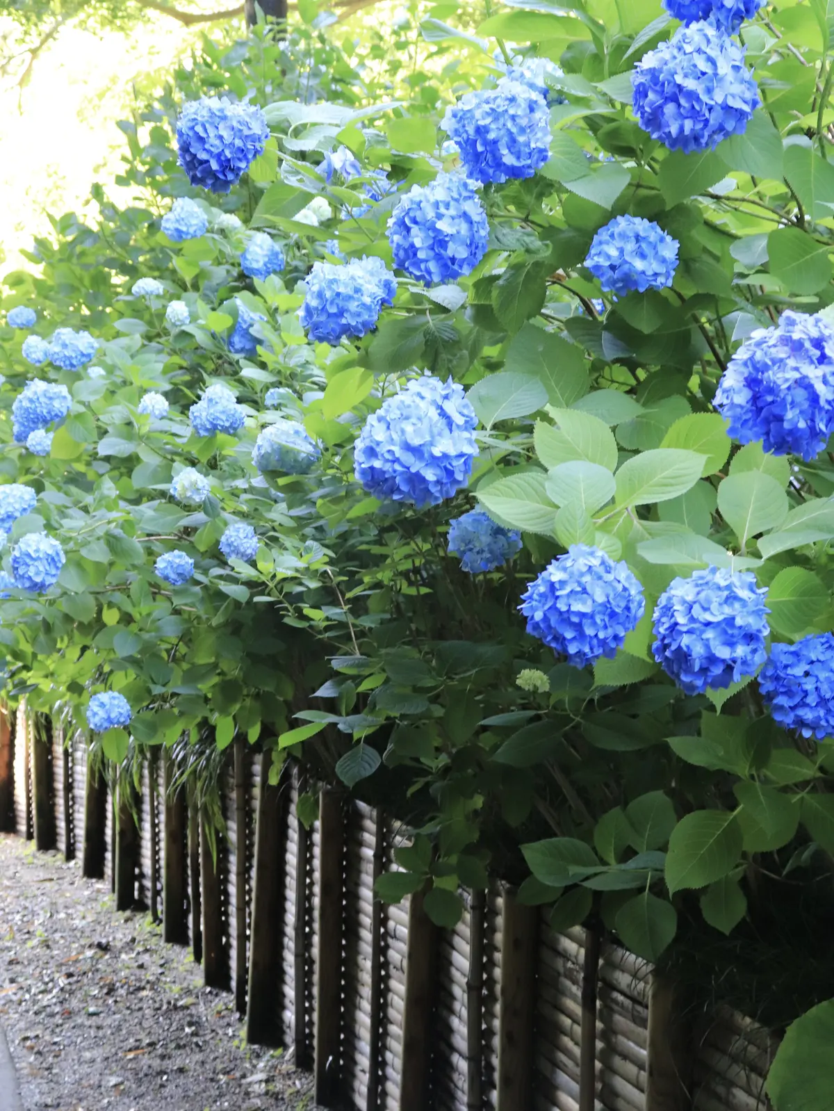 鎌倉　紫陽花寺　明月院　