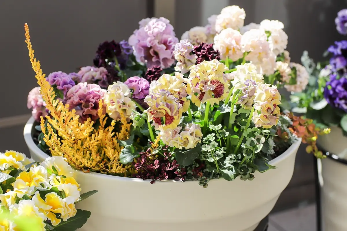 群馬県サトウ園芸のパンジー「ローブ・ドゥ・アントワネット」