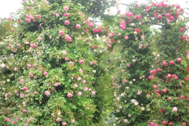 誰でもバラ姫☆@港の見える丘公園の画像_3