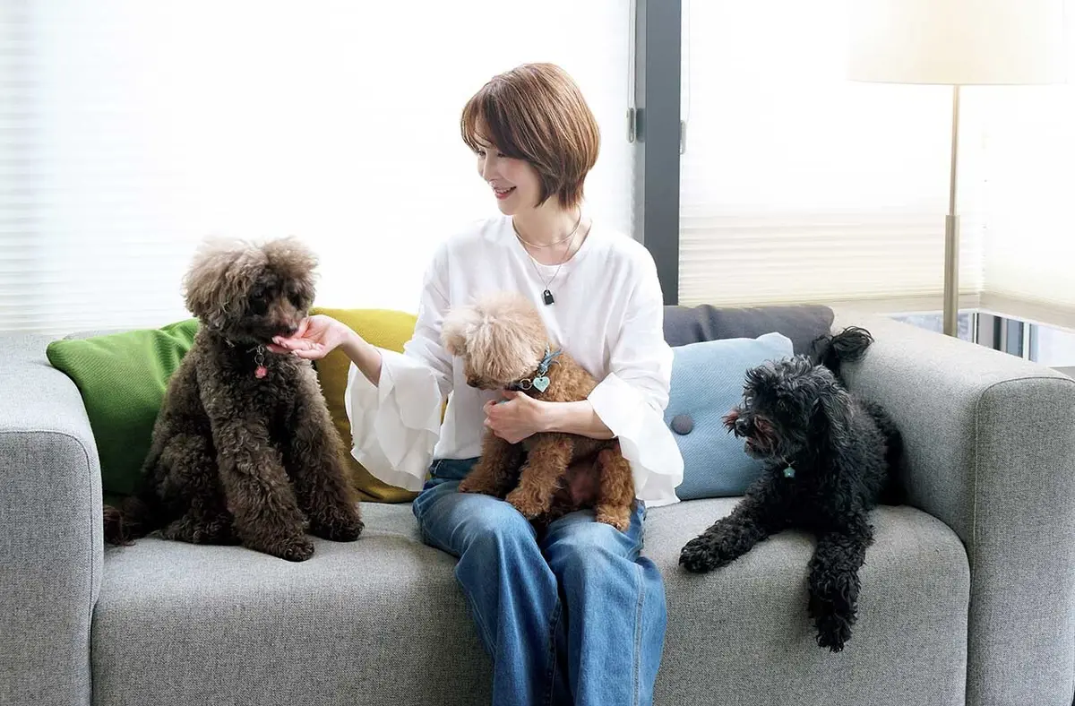 〉オーストラリアンラブラドゥードルのクロエ