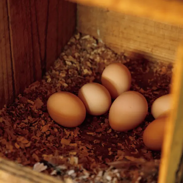 土佐ジローの卵