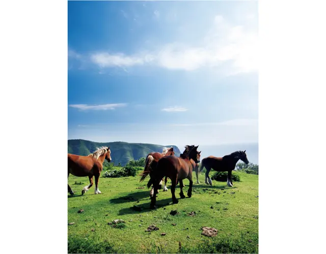 西ノ島の「摩天崖」のてっぺんは、日の光も風も優しくてまるで天国。放牧されている馬も人間を恐れず、間近でのびのびと遊ぶ