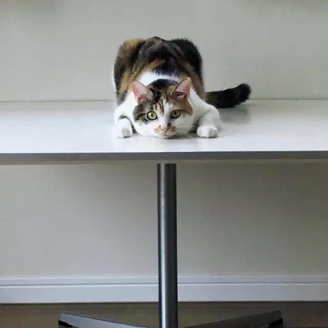 まりも 雑種 6歳・♀