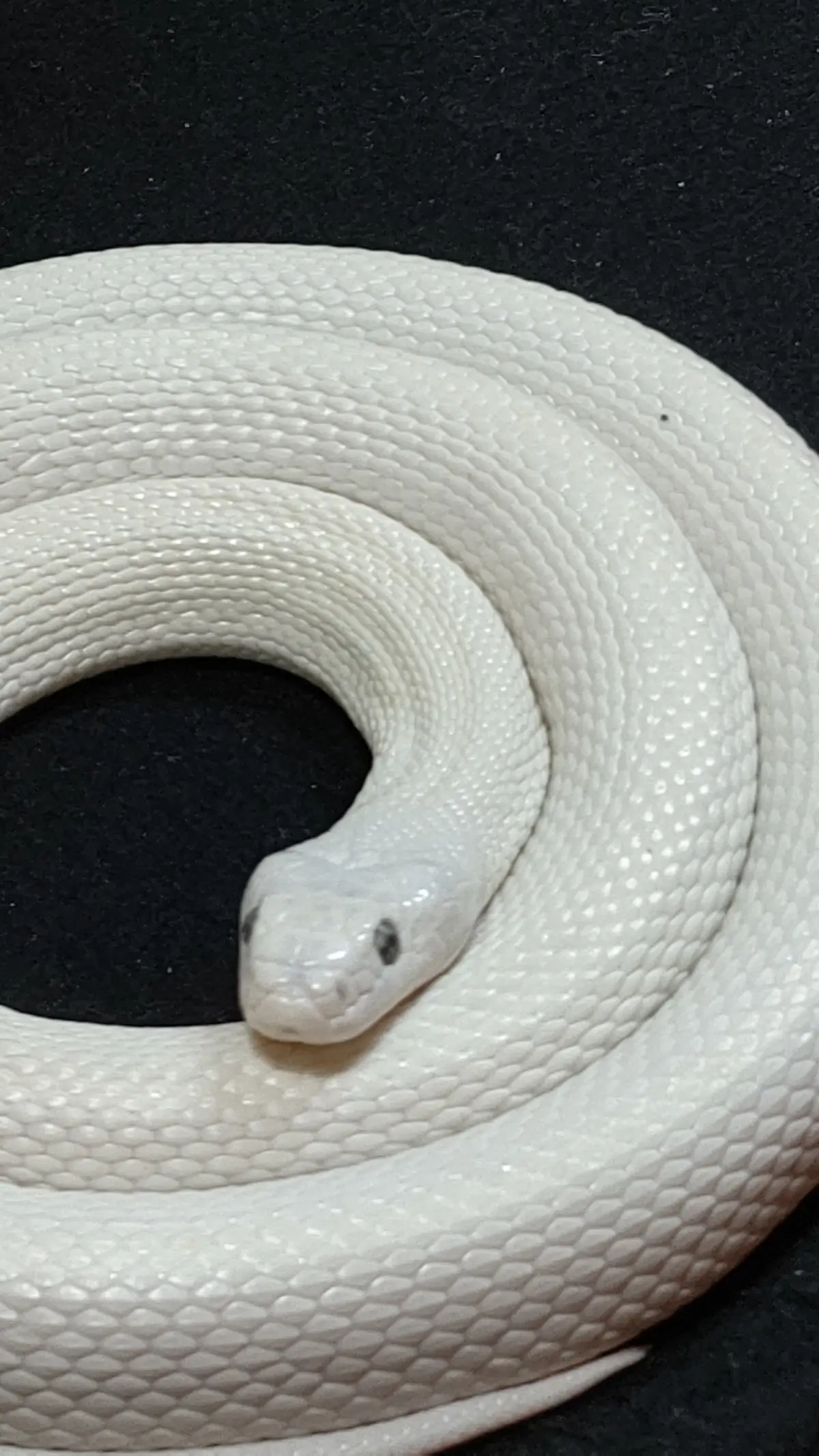 更年期の運気、白蛇で上がる ！の画像_1