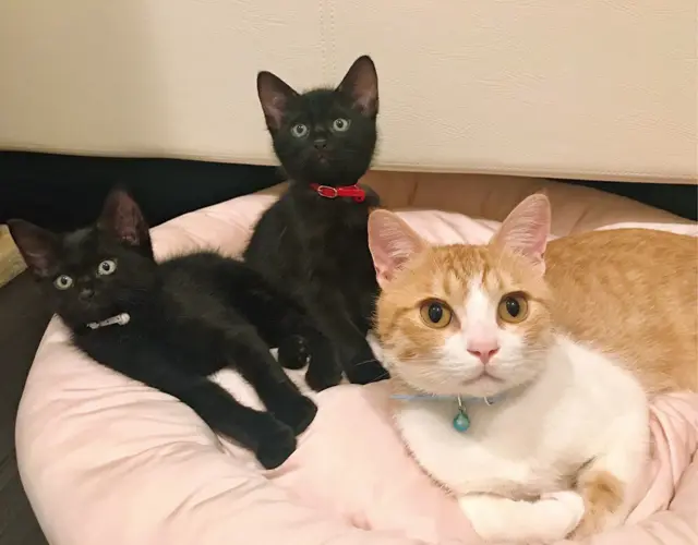 引き取ったばかりのころ。ごろりんを慕うゴメズとフェスターの黒猫2匹という構図もおもしろい