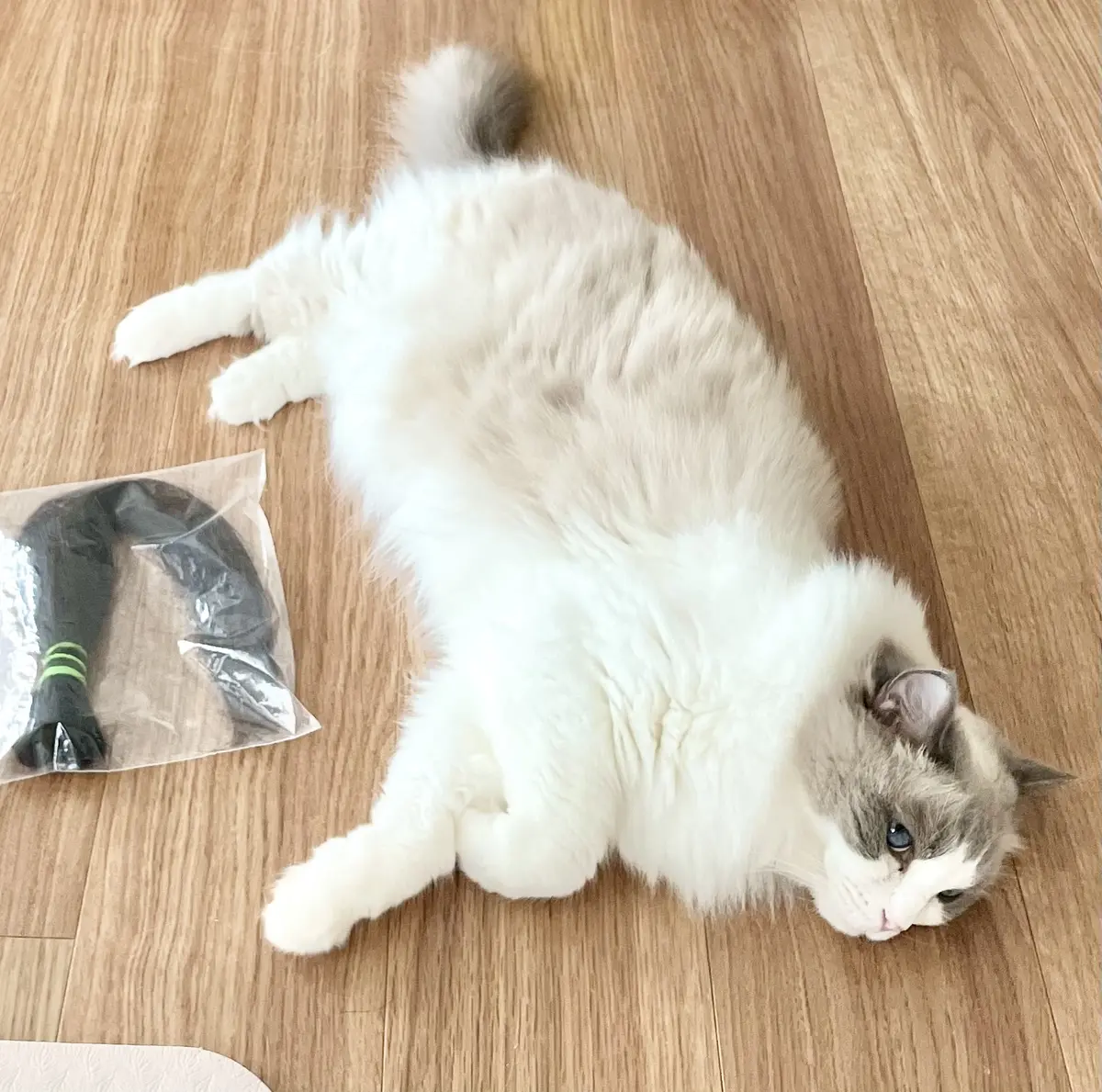 下の子?とドネーションヘア