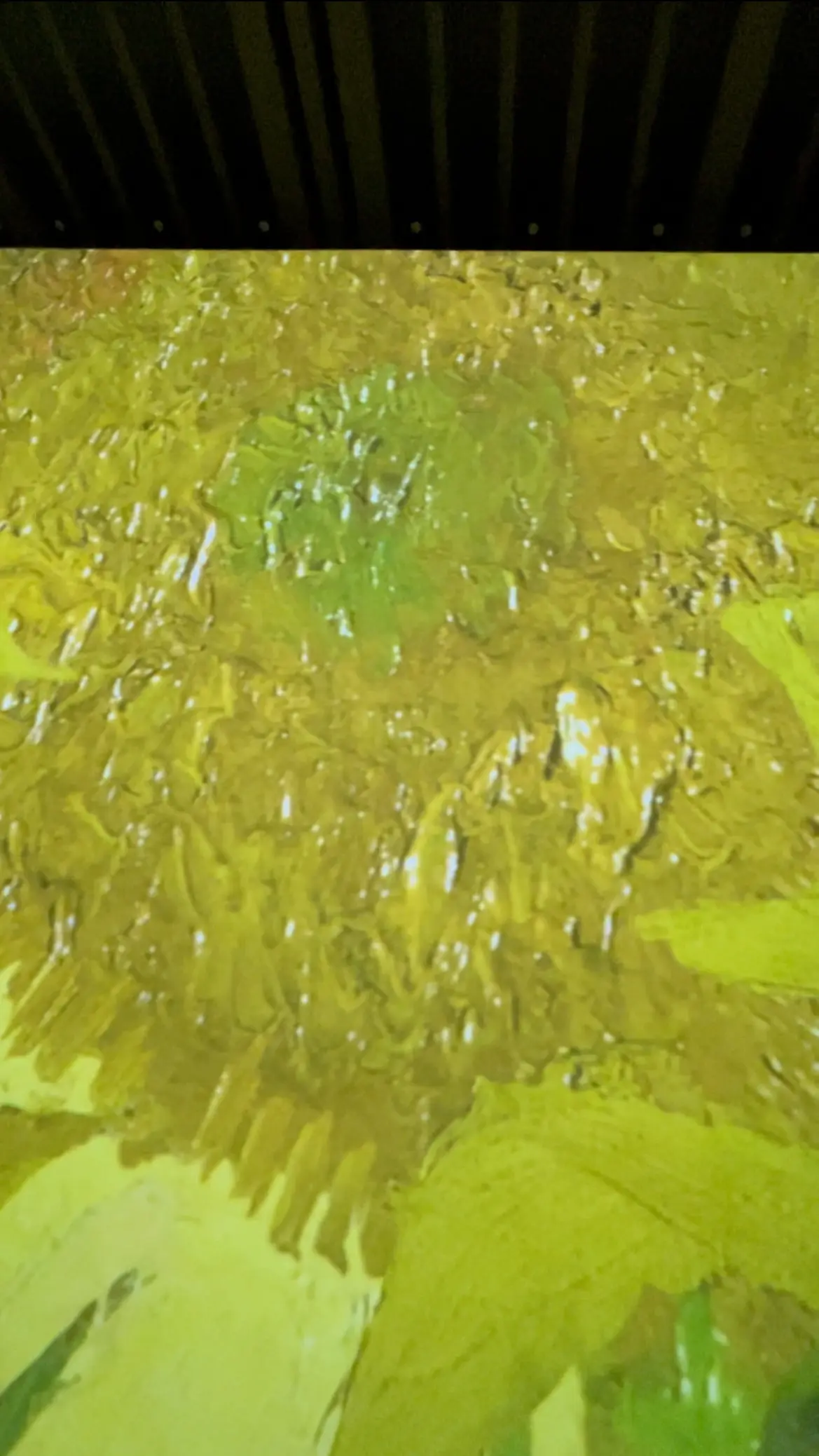 Immersive Museum TOKYO 2023、イマーシブミュージアムTOKYO 2023、ミュージアム内、映像、ゴッホ、ひまわり、向日葵、ゴッホ、フィンセント・ファン・ゴッホ、ポスト印象派、印象派、フィンセント・ヴィレム・ファン・ゴッホ