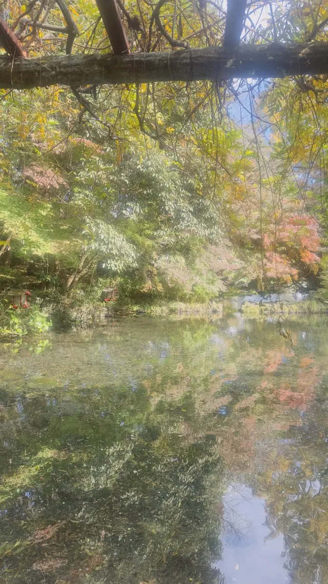 富士山本宮浅間大社 × ユニクロのジョガの画像_5