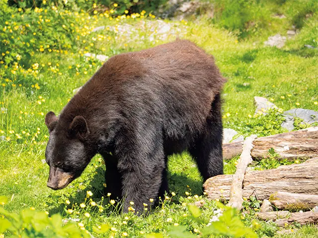 大自然に圧倒される！豪華客船「クイーン・の画像_9