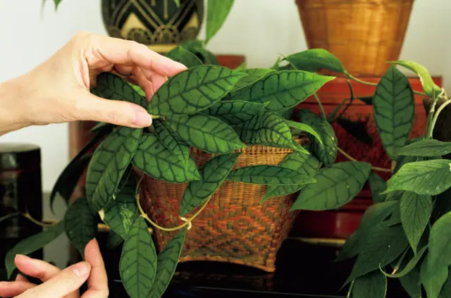 かれんさんお気に入りのホヤ系のホヤ・カリストフィラ