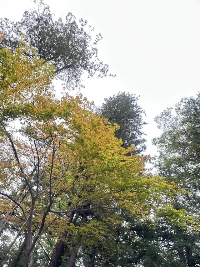 ブラウンＶネックラメカーディガンで、長野の画像_7