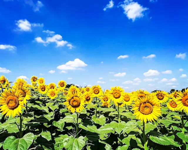 🌻ひまわりフェス🌻から、ひょっこりぽん♡の画像_1